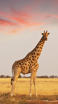 Combat effectiveness of giraffes 52