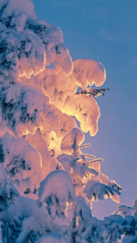 Winter Twilight