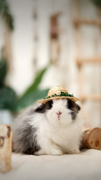 The wrong practice of keeping pet rabbits