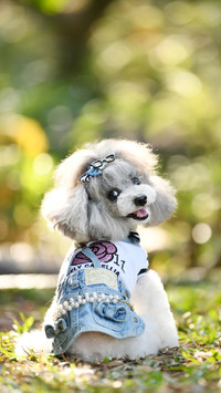 Some phenomena that can not be ignored by dogs 6