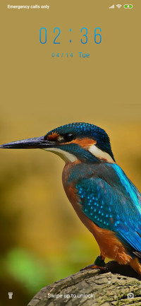 Kingfisher_3MDS