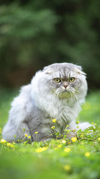 Happiness of cat owners 80