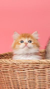 How to understand a cats words