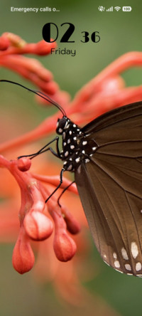 Silent Wings
