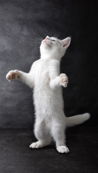Evolution of cat slave 15