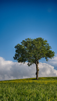 Green grass and blue sky