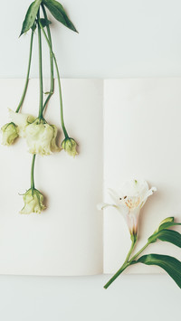 百合花-锐景创意