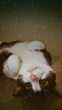 小奶猫