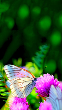 The Beauty of Nature