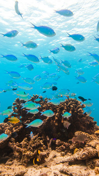 Tropical fish and coral reef ecosystems