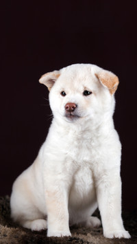 柴犬只有一种颜色吗