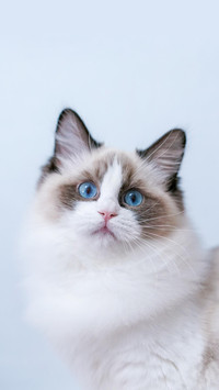 宋朝猫咪的体面生活