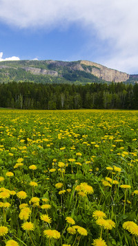 Dandilions taraxacum enderby cliffs enderby british