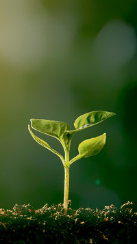 植树节-拍信图库