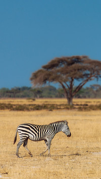 Wild animals-02