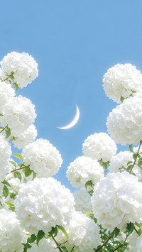 藏进绣球的无尽夏
