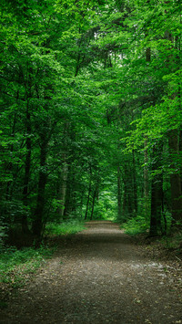 Forest Green Path