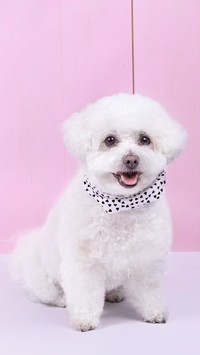 A bichon frise wearing a scarf