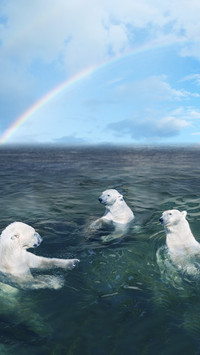 Polar Bears Bath in Sea under Rainbow