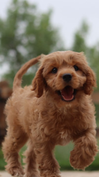 Puppy Love (4)
