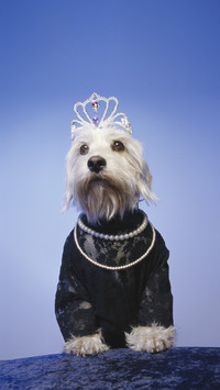 Dog wearing tiara and pearl necklace