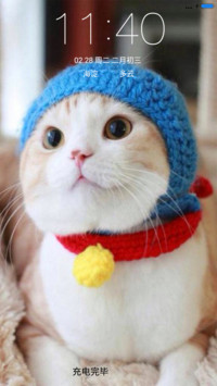 萌宠猫咪