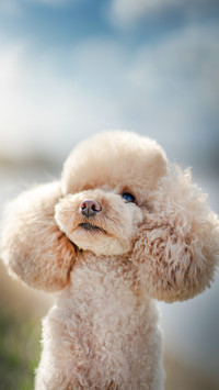 Poodle playing outdoors
