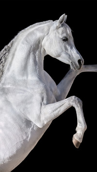 A white horse against a black background