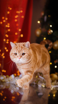 British kitten, Christmas and New Year