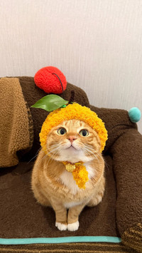 萌猫变装 双倍可爱