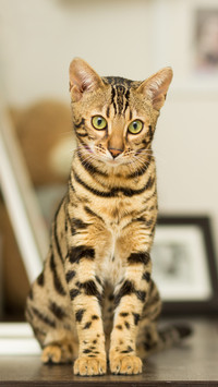 The unique origin of Bengal cats 78