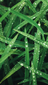 雨水