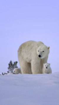 Ten greatest animal mothers 73