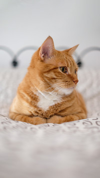 Relaxing ginger cat lay down