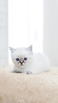 Kitten cat breed sacred burma on a light background