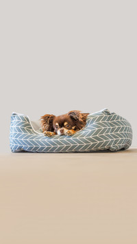 Cute chihuahua dog lying on pet bed indoors