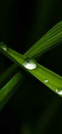 高级植物壁纸-锐景创意