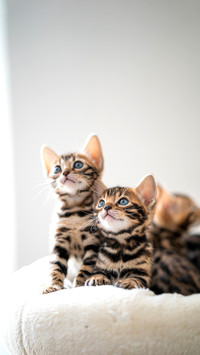 Bengalkatze Bengal Katzen Kitten Cats