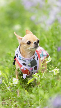 What does a smart dog look like 69