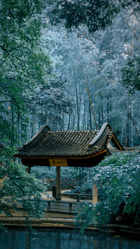 The world bamboo sees China 28