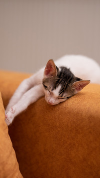 Sleeping kitten