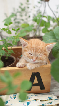 听说猫咪爱钻箱子