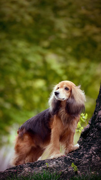 小机灵可卡犬
