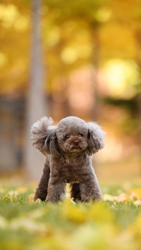 Teddy Teddy 5