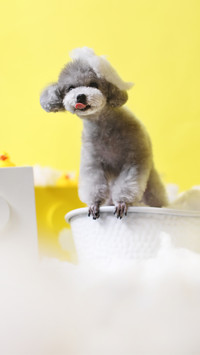 Does your dog like bathing
