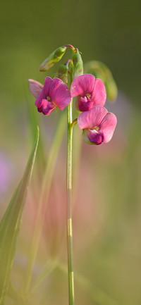 The beauty of plants-PAIXIN