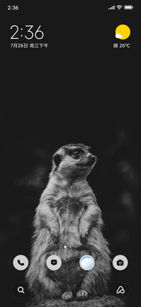 Alert Meerkat