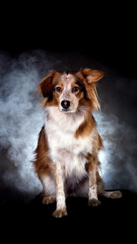 Dog30