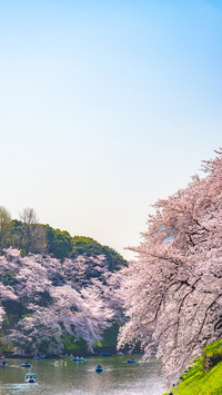 cherry blossom