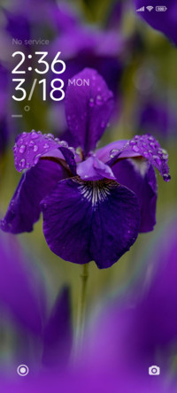 Purple Petals
